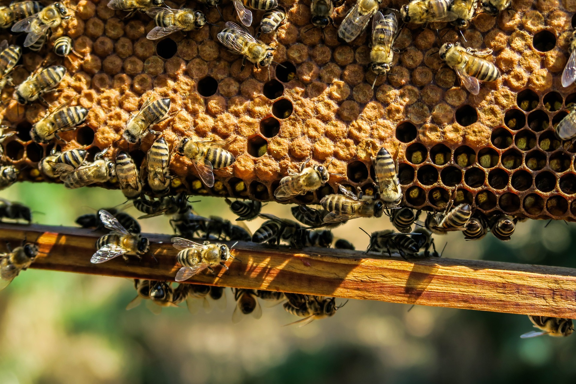 Professional Richmond Beekeepers